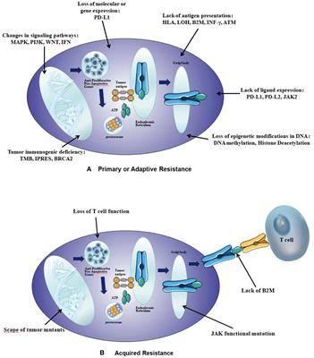 Clinical characteristics and novel strategies of immune checkpoint inhibitor rechallenge therapy for non-small cell lung cancer: a comprehensive review